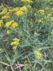 Euthamia graminifolia