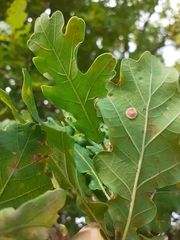 Neuroterus albipes
