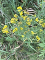 Euthamia graminifolia