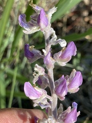 Lupinus sericeus