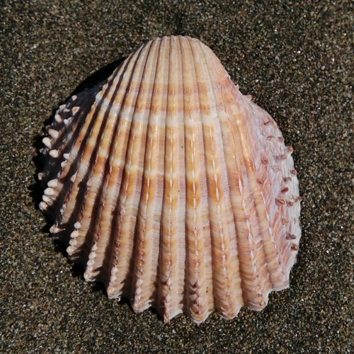 Acanthocardia aculeata (Linnaeus, 1758)