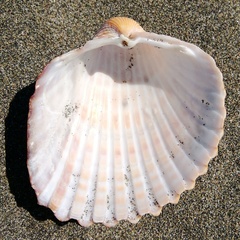 Acanthocardia aculeata