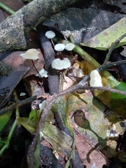 Marasmius
