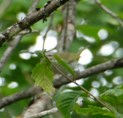 Geothlypis trichas
