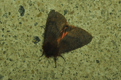 Phragmatobia assimilans