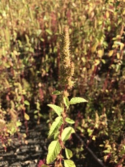 Amaranthus powellii