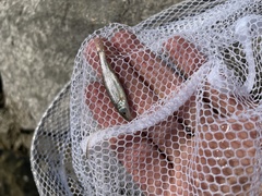 Ptychocheilus oregonensis