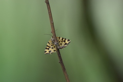 Pseudopanthera macularia