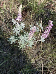 Lupinus sericeus