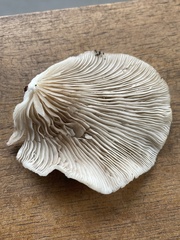 Crepidotus