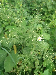 Symphyotrichum ontarionis