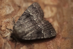 Amphipyra pyramidea
