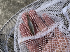 Ptychocheilus oregonensis