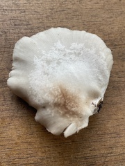 Crepidotus