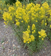 Solidago puberula