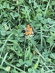 Phyciodes cocyta