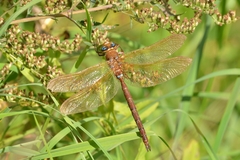 Aeshna grandis