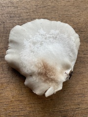 Crepidotus