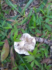 Lactifluus piperatus