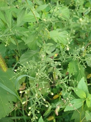 Symphyotrichum ontarionis