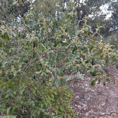 Cercocarpus