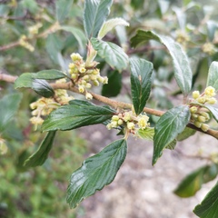 Cercocarpus