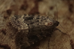 Amphipyra pyramidea