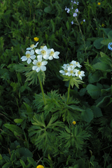 Anemonastrum fasciculatum