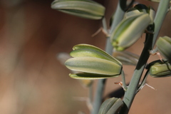 Albuca glauca