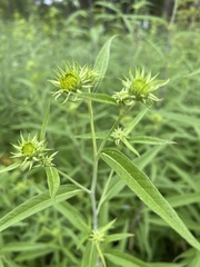 Helianthus grosseserratus