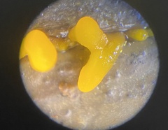 Dacrymyces spathularia