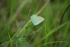 Callophrys rubi