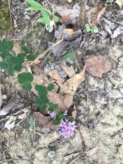 Lespedeza violacea