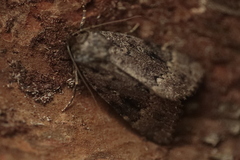 Amphipyra pyramidea