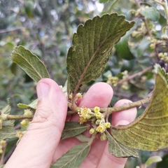 Cercocarpus