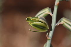 Albuca glauca