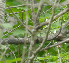 Geothlypis trichas