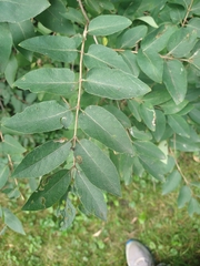Lonicera tatarica