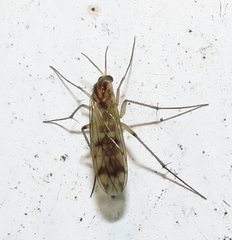 Mycetophilidae