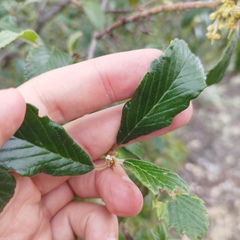 Cercocarpus