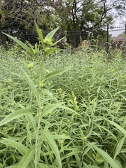 Helianthus grosseserratus
