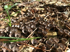 Nidulariaceae