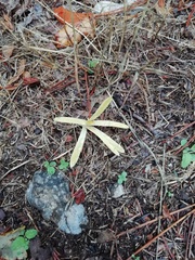 Sternbergia colchiciflora