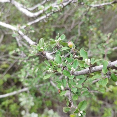 Malacomeles denticulata