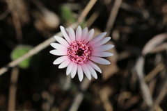 Gerbera viridifolia
