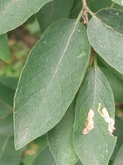 Lonicera tatarica
