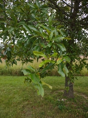 Quercus imbricaria