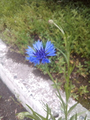 Centaurea cyanus