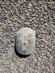 Kinosternon flavescens