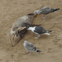 Delphinidae
